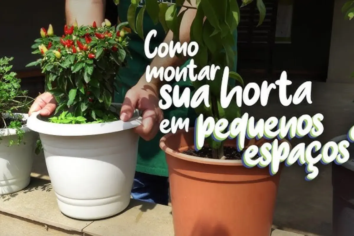 Como Plantar Hortaliças