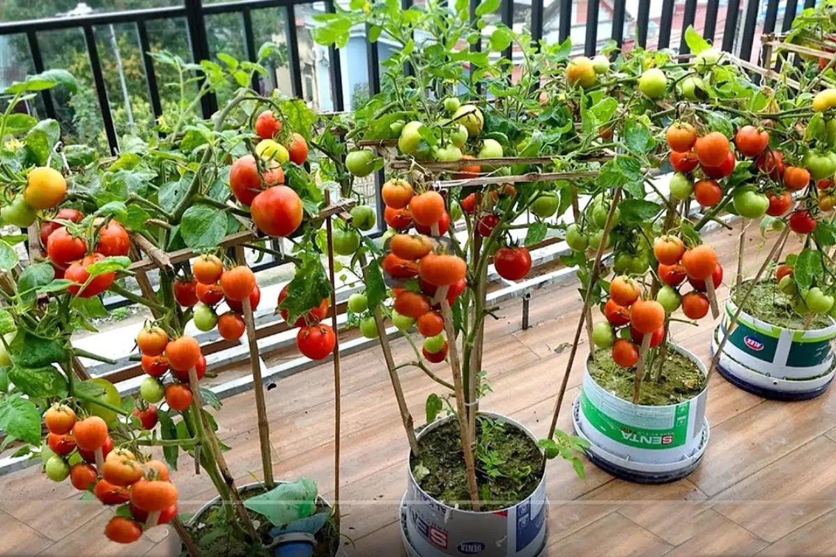 Como Plantar Tomate em Casa