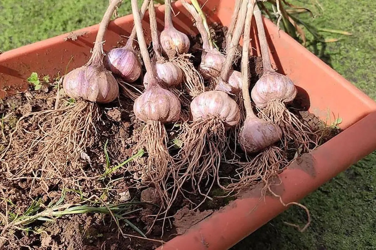 Plantar Alho em Casa